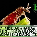 Alarm In France As Patient Dies In First-Ever Recorded Human Case Of Shamonda Virus
